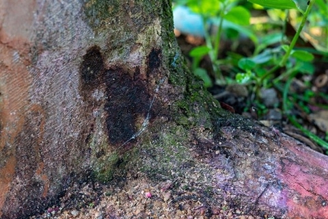 Bệnh xì mủ trên cây sầu riêng: Nguyên nhân và biện pháp phòng trừ hiệu quả