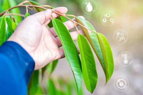 HƯỚNG DẪN BÓN NPK CHO SẦU RIÊNG CON ĐỂ PHÁT TRIỂN TỐI ƯU