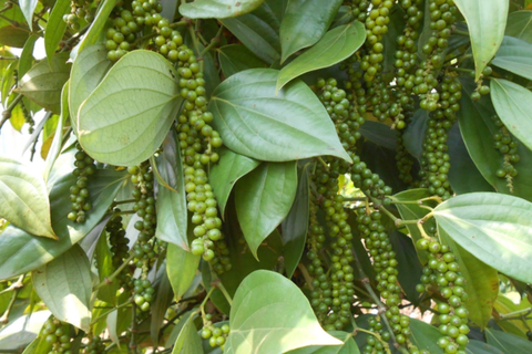 MỘT SỐ LOẠI SÂU BỆNH TRÊN CÂY TIÊU VÀ CÁCH PHÒNG TRỪ HIỆU QUẢ