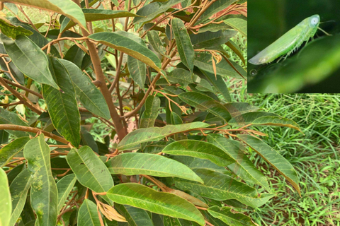 TOP 8+ CÁC LOẠI SÂU RẦY TRÊN CÂY SẦU RIÊNG PHỔ BIẾN HIỆN NAY