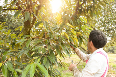 KỸ THUẬT CẮT CÀNH BƠI SẦU RIÊNG ĐỂ TĂNG NĂNG SUẤT HIỆU QUẢ NHẤT