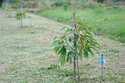 BÍ QUYẾT CHĂM SÓC SẦU RIÊNG MỚI TRỒNG MAU LỚN HIỆU QUẢ NHẤT
