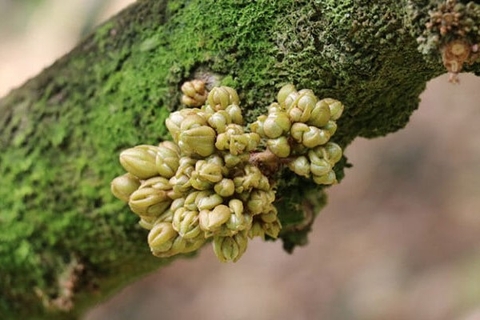 Cách khắc phục sầu riêng chậm ra mắt cua hiệu quả