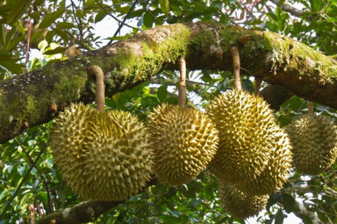 CÁCH TÍNH NGÀY TRÁI SẦU RIÊNG CHÍNH XÁC CHO VỤ MÙA BỘI THU