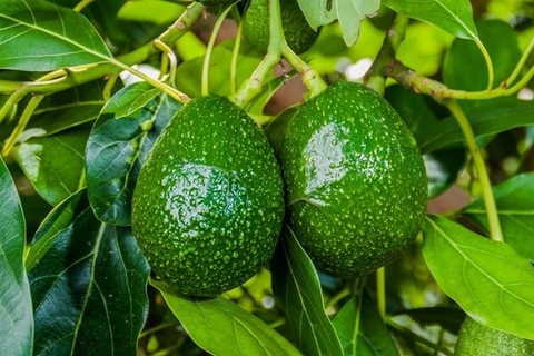 Cách trồng cây bơ hiệu quả: Hướng dẫn từ A đến Z