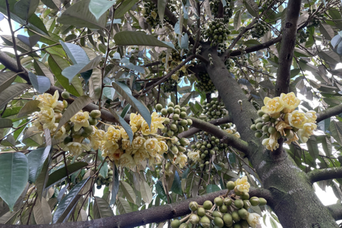 CÁCH TƯỚI NƯỚC KHI SẦU RIÊNG XỔ NHỤY: KỸ THUẬT CHUẨN ĐỂ CÂY ĐẬU TRÁI NHIỀU