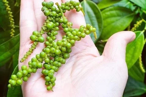 Cập nhật giá tiêu mới nhất - Giá tiêu 2023 mới nhất