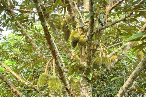 BÍ QUYẾT CHĂM SÓC SẦU RIÊNG GIAI ĐOẠN NUÔI TRÁI HIỆU QUẢ