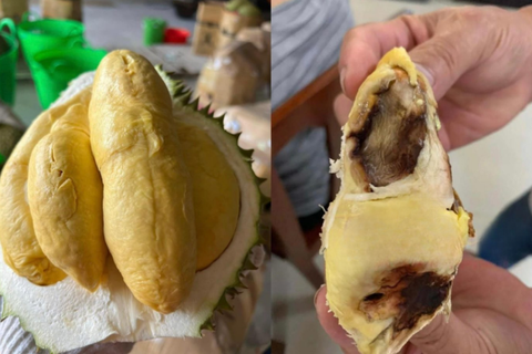 TẠI SAO SẦU RIÊNG BỊ CHÁY MÚI? NGUYÊN NHÂN VÀ CÁCH XỬ LÝ HIỆU QUẢ