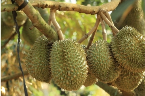 SẦU RIÊNG THIẾU TRUNG - VI LƯỢNG: DẤU HIỆU NHẬN BIẾT VÀ CÁCH BỔ SUNG