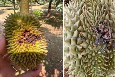 SÂU ĐỤC TRÁI SẦU RIÊNG: CÁCH NHẬN BIẾT VÀ PHÒNG TRỪ HIỆU QUẢ