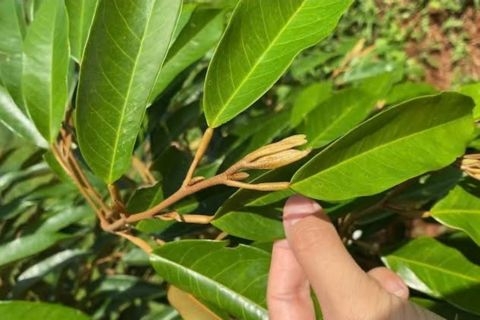 BÍ QUYẾT KÉO DÀI TUỔI THỌ CỦA CƠI ĐỌT MANG BÔNG VÀ TRÁI