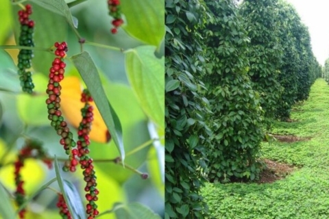 KỸ THUẬT CHĂM SÓC ĐỂ HỒ TIÊU RA HOA ĐỒNG LOẠT, CHUỖI DÀI, HẠT CHẮC, CHÍN ĐỀU