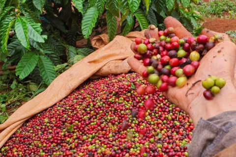 GIÁ CÀ PHÊ HÔM NAY TP BUÔN MA THUỘT ĐẮK LẮK: ỔN ĐỊNH Ở MỨC 117.500 ĐỒNG/KG
