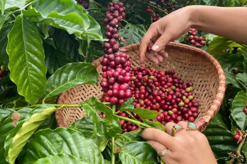 GIÁ CÀ PHÊ TP. BUÔN MA THUỘT - ĐẮK LẮK HÔM NAY NGÀY 02/01/2025