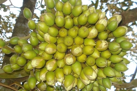 Giai đoạn nuôi bông sầu riêng: 3 điều bà con nhất định phải nhớ