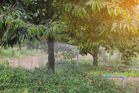 HỒI PHỤC CÂY SẦU RIÊNG SAU THU HOẠCH: QUY TRÌNH VÀ KỸ THUẬT HIỆU QUẢ