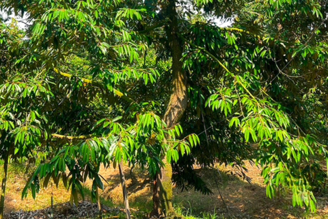 BÍ QUYẾT KÉO ĐỌT SẦU RIÊNG SAU THU HOẠCH: TĂNG NĂNG SUẤT VỤ MỚI