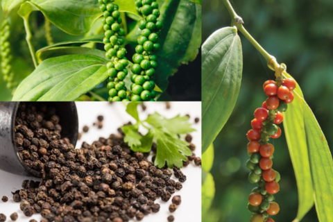 Kỹ thuật chăm sóc cây hồ tiêu giúp tăng năng suất và chất lượng hạt