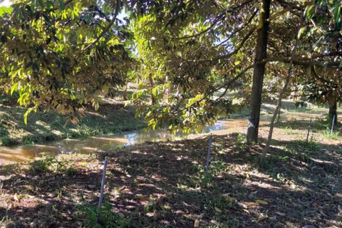 KỸ THUẬT CHĂM SÓC SẦU RIÊNG MÙA NẮNG: BÓN PHÂN VÀ XỬ LÝ RA ĐỌT HIỆU QUẢ