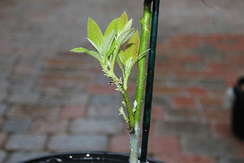 KỸ THUẬT NHÂN GIỐNG CÂY BƠ HIỆU QUẢ