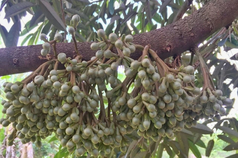 THỜI ĐIỂM CẮT NƯỚC LÀM BÔNG SẦU RIÊNG: NHỮNG LƯU Ý QUAN TRỌNG KHÔNG THỂ BỎ QUA