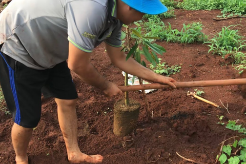 CÁCH LÀM ĐẤT TRỒNG SẦU RIÊNG GIÚP CÂY MAU LỚN, CHO TRÁI NHIỀU