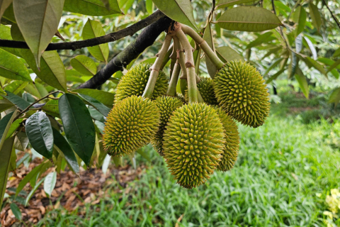 MƯA NHIỀU - LÀM SAO GIỮ TRÁI SẦU RIÊNG KHÔNG RỤNG?