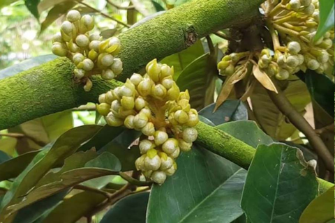 MẮT CUA SẦU RIÊNG LÀ GÌ? TẦM QUAN TRỌNG VÀ CÁCH CHĂM SÓC ĐỂ CÂY PHÁT TRIỂN TỐT