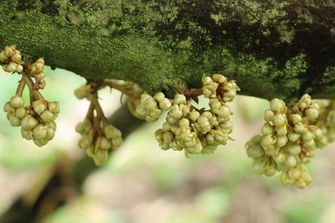 TẠI SAO MẮT CUA SẦU RIÊNG RA KHÔNG ĐỀU? CÁCH KHẮC PHỤC HIỆU QUẢ NHẤT