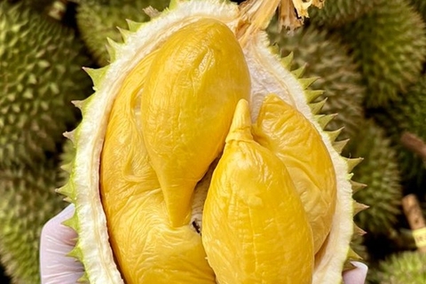 Mùa Sầu Riêng Tây Nguyên Tháng Mấy? Thời Điểm Thưởng Thức Sầu Riêng Ngon Nhất