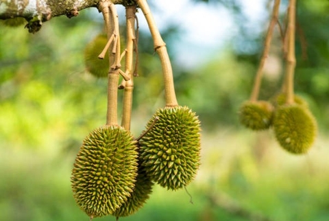 Những tác động của sầu riêng đi đọt vào giai đoạn trái non