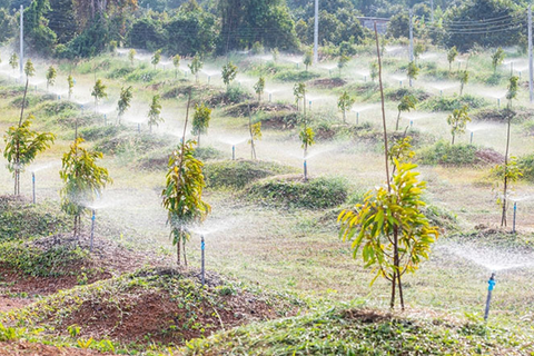 CÁCH CHĂM SÓC CÂY SẦU RIÊNG CON NHANH PHÁT TRIỂN