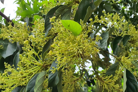 CÁCH CHĂM SÓC KHI CÂY BƠ RA HOA ĐẢM BẢO ĐẬU TRÁI CAO