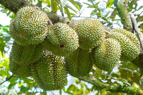 CÁCH KIỂM SOÁT SÂU BỆNH TRÊN CÂY SẦU RIÊNG