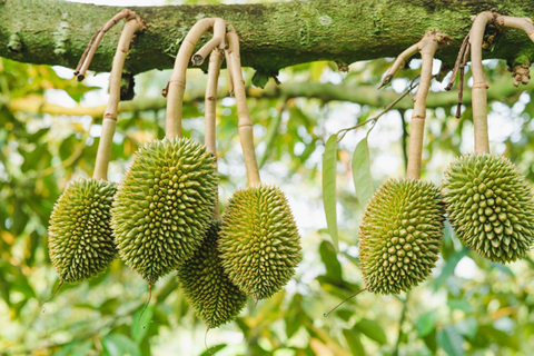 [CẬP NHẬT MỚI NHẤT] DƯỠNG LÁ, DƯỠNG TRÁI CHO SẦU RIÊNG GIAI ĐOẠN NUÔI TRÁI