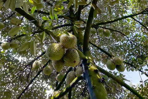 CÁC ĐẶC ĐIỂM CỦA SẦU RIÊNG RI6 MÀ CHỦ VƯỜN NÊN NẮM BẮT ĐỂ CHĂM SÓC TỐT