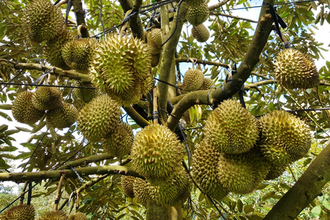 CẬP NHẬT GIÁ SẦU RIÊNG ĐAKLAK THÁNG 9 NĂM 2023 MỚI NHẤT