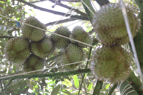 CẬP NHẬT GIÁ SẦU RIÊNG CUỐI THÁNG 8 NĂM 2023 DAKLAK