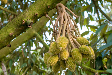 TỈA TRÁI SẦU RIÊNG GIAI ĐOẠN NUÔI TRÁI NON