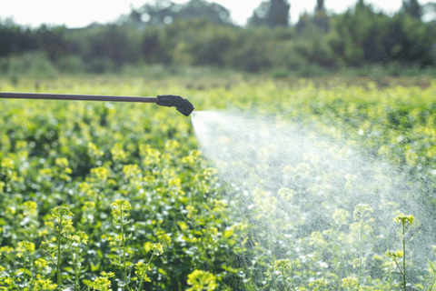 PHÂN BÓN LÁ LÀ GÌ? HƯỚNG DẪN SỬ DỤNG ĐÚNG CÁCH CHO BÀ CON NÔNG DÂN