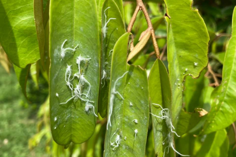 RẦY XANH HẠI SẦU RIÊNG: CÁCH NHẬN BIẾT VÀ  PHÒNG TRỪ HIỆU QUẢ NHẤT