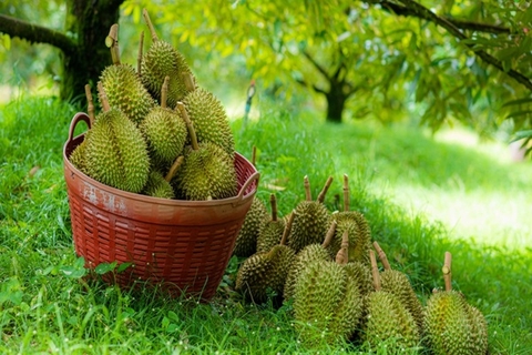 Phục hồi sầu riêng sau thu hoạch: Hướng dẫn chi tiết