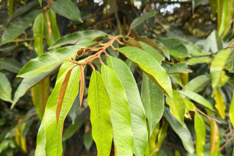 PHƯƠNG PHÁP RƯỚC ĐỌT NUÔI BÔNG SẦU RIÊNG – GIẢI PHÁP GIÚP CÂY RA HOA ĐỒNG LOẠT, ĐẬU TRÁI CAO