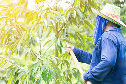 PHƯƠNG PHÁP TỈA CÀNH TẠO TÁN CHO CÂY SẦU RIÊNG ĐÚNG CÁCH