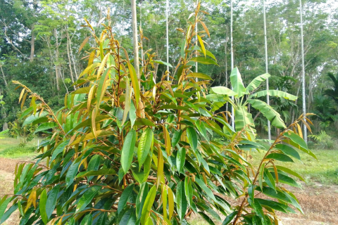 QUY TRÌNH DƯỠNG CƠI ĐỌT SẦU RIÊNG TRƯỚC KHI LÀM BÔNG NGHỊCH VỤ