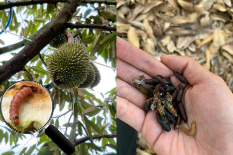 GIẢI PHÁP PHÒNG TRỪ HIỆU QUẢ SÂU ĐỤC TRÁI SẦU RIÊNG