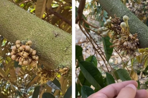 MẮT CUA SẦU RIÊNG BỊ KHÔ LÀ DO ĐÂU? GIẢI PHÁP CHĂM SÓC GIÚP CÂY PHÁT TRIỂN TỐT