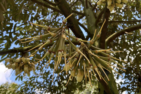 SẦU RIÊNG RỤNG QUE DIÊM: DẤU HIỆU NHẬN BIẾT SỚM VÀ HƯỚNG DẪN CHĂM SÓC HIỆU QUẢ CHO BÀ CON