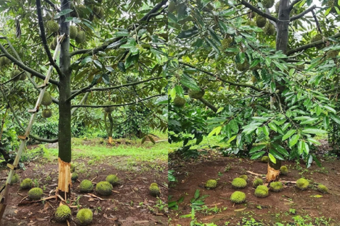 SẦU RIÊNG RỤNG TRÁI NON NHIỀU? 5 LÝ DO THƯỜNG GẶP VÀ GIẢI PHÁP NHÀ VƯỜN CẦN BIẾT